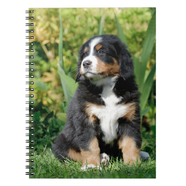 Bernese puppy anteckningsbok med spiral (Framsidan)
