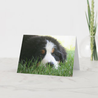 Bernese Puppy Kort