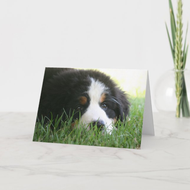Bernese Puppy Kort (Framsida)