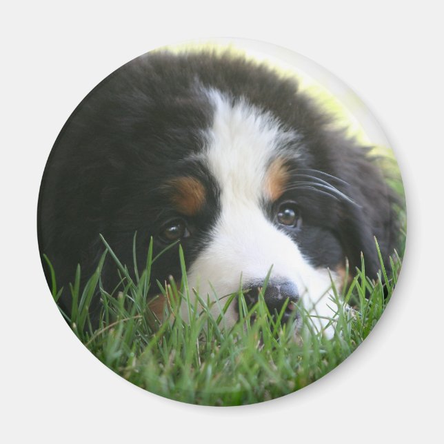 Bernese Puppy Magnet (Framsidan)