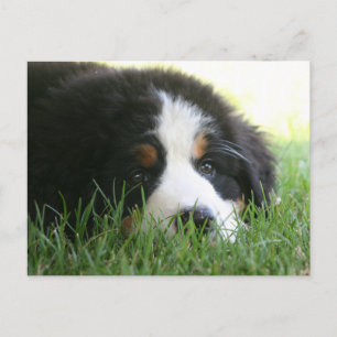 Bernese Puppy Vykort