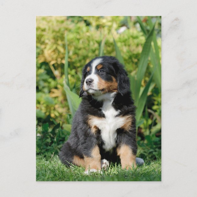 Bernese puppy vykort (Framsida)