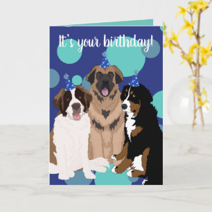 Bernese, Saint Bernard, Leonberger Birthday Kort