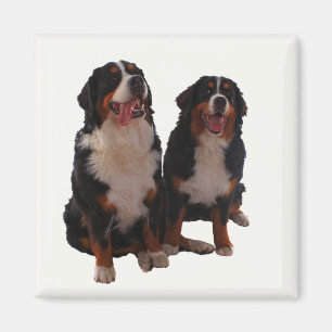 Bernese två magnet