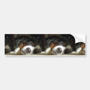 Bernesisk hund bildekal