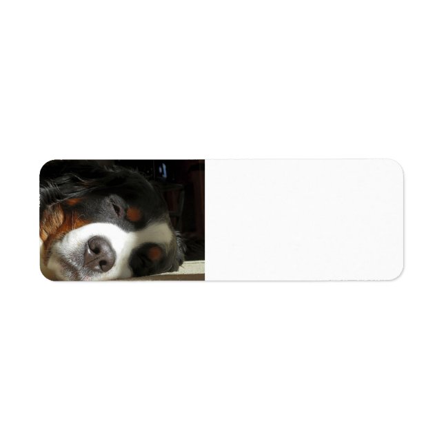 Bernesisk hund returadress etikett (Framsidan)