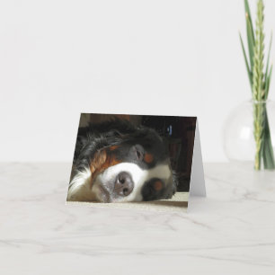Bernesisk hund tack kort
