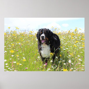 Bernesiskt bergsområde hund i fält poster