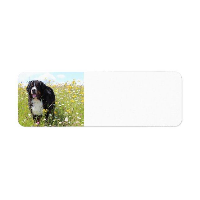 Bernesiskt bergsområde hund i fält returadress etikett (Framsidan)