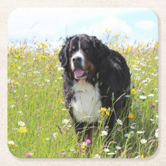 Bernesiskt bergsområde hund i fält underlägg papper kvadrat