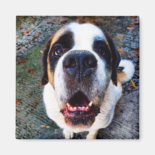 Bernhadiner  magnet (Framsidan)