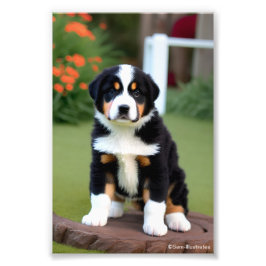 Bernice Mountain Puppy Satin Photo EnUtvidgning Fototryck