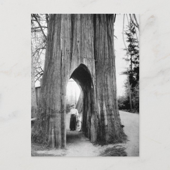 Berömd Bicycle Träd i Snohomish Vykort (Framsida)