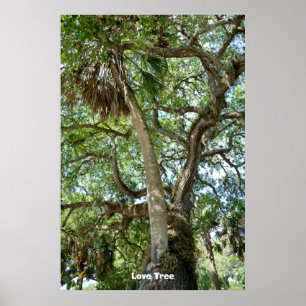 Berömd Kärlek Träd St Augustine Fl Poster