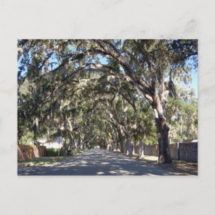 berömd magnolia avenue st augustine florida usa vykort