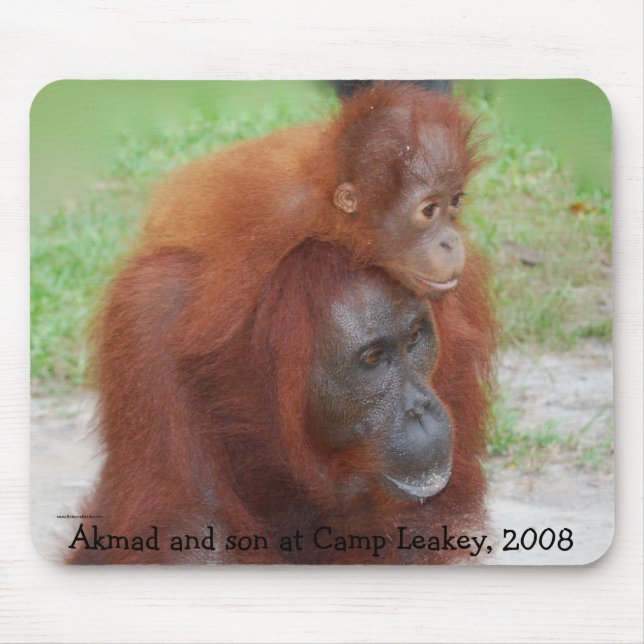 Berömd Orangutanmor Musmatta (Framsidan)