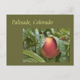 Berömd Palisade Peach vid Träd Vykort