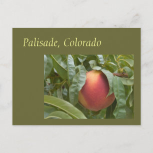 Berömd Palisade Peach vid Träd Vykort