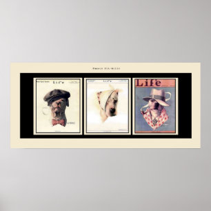 Berömd Pit Bulls Poster