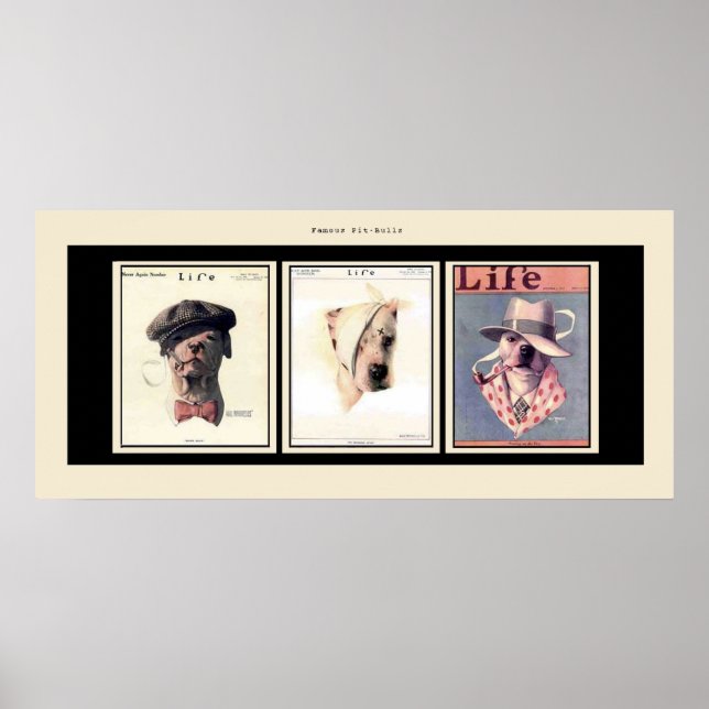Berömd Pit Bulls Poster (Framsidan)