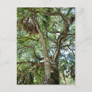 Berömd Träd Saint Augustine Fl Vykort