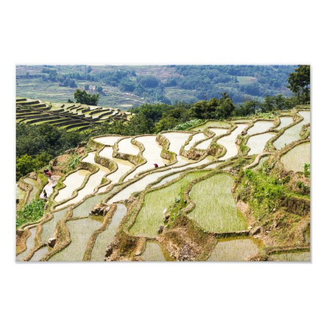 Berömd yuanyang Ris Terraces - Yunnan, China Fototryck (Framsidan)