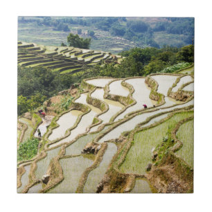 Berömd yuanyang Ris Terraces - Yunnan, China Kakelplatta