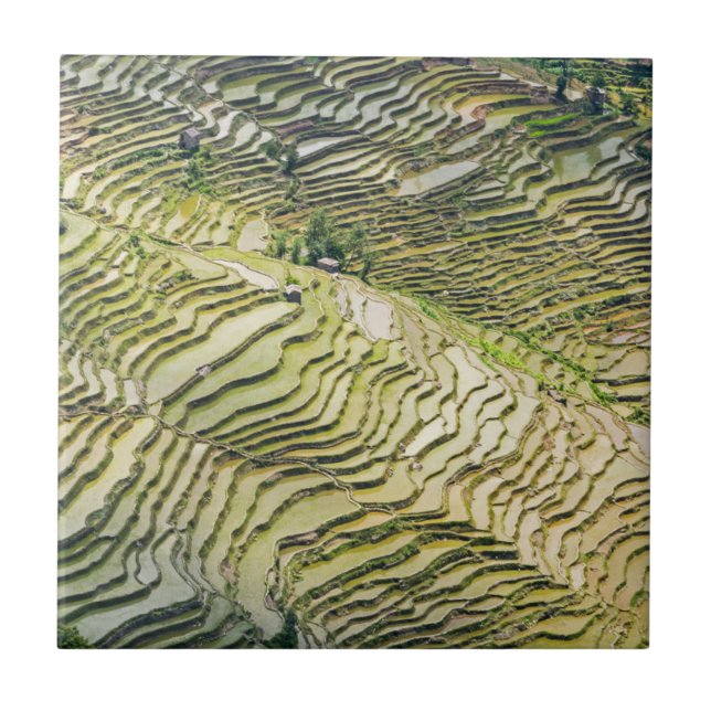 Berömd yuanyang Ris Terraces - Yunnan, China Kakelplatta (Framsidan)