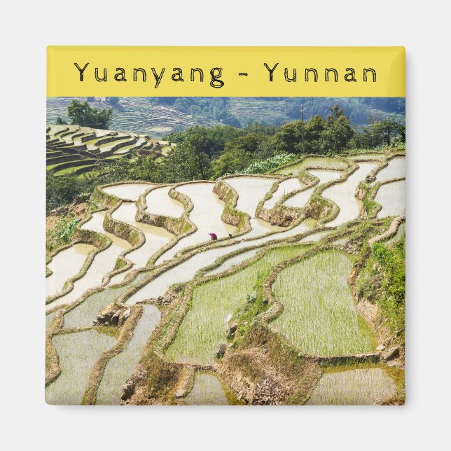 Berömd yuanyang Ris Terraces - Yunnan, China Magnet (Framsidan)