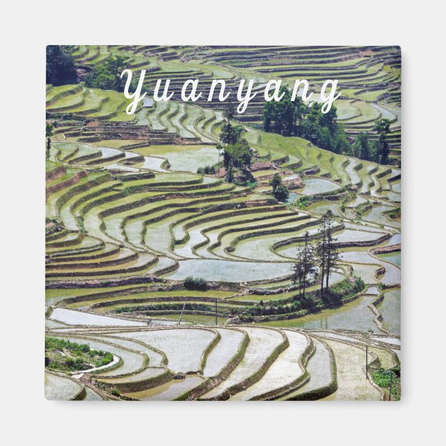 Berömd yuanyang Ris Terraces - Yunnan, China Magnet (Framsidan)