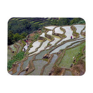 Berömd yuanyang Ris Terraces - Yunnan, China Magnet