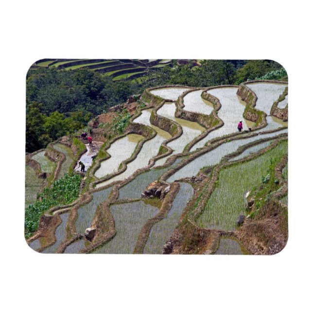 Berömd yuanyang Ris Terraces - Yunnan, China Magnet (Horisontell)