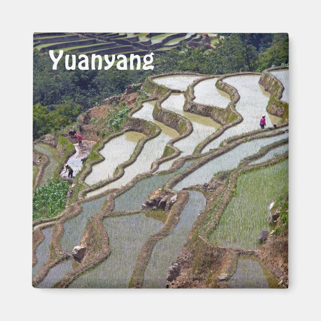 Berömd yuanyang Ris Terraces - Yunnan, China Magnet (Framsidan)