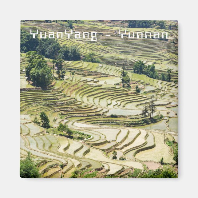 Berömd yuanyang Ris Terraces - Yunnan, China Magnet (Framsidan)