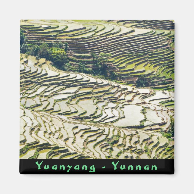 Berömd yuanyang Ris Terraces - Yunnan, China Magnet (Framsidan)