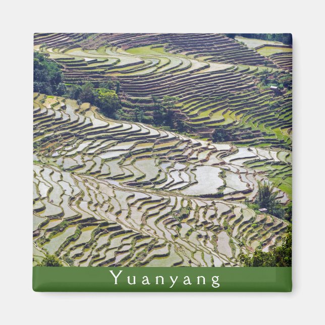Berömd yuanyang Ris Terraces - Yunnan, China Magnet (Framsidan)