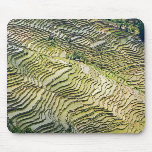 Berömd yuanyang Ris Terraces - Yunnan, China Musmatta (Framsidan)