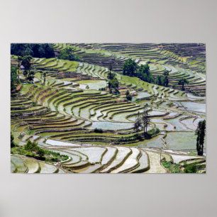 Berömd yuanyang Ris Terraces - Yunnan, China Poster