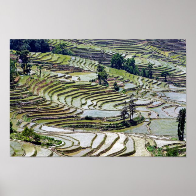 Berömd yuanyang Ris Terraces - Yunnan, China Poster (Framsidan)