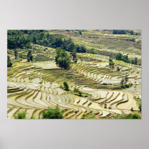 Berömd yuanyang Ris Terraces - Yunnan, China Poster