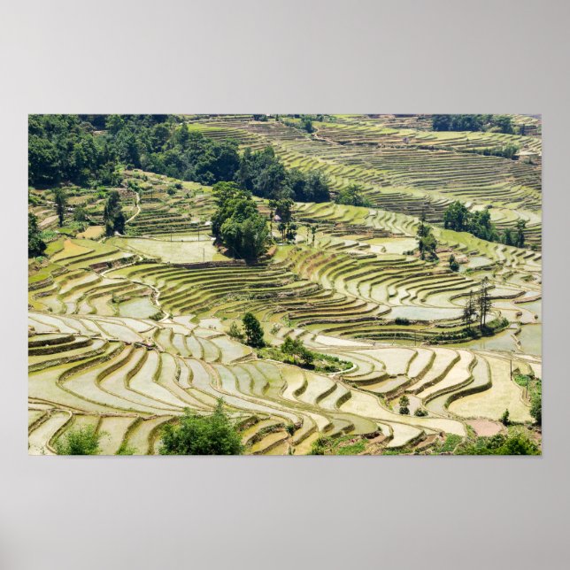 Berömd yuanyang Ris Terraces - Yunnan, China Poster (Framsidan)