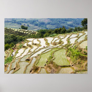 Berömd yuanyang Ris Terraces - Yunnan, China Poster