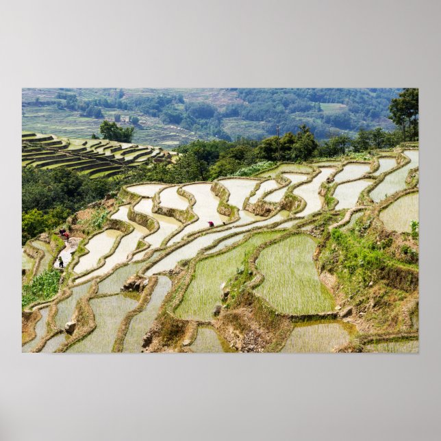 Berömd yuanyang Ris Terraces - Yunnan, China Poster (Framsidan)