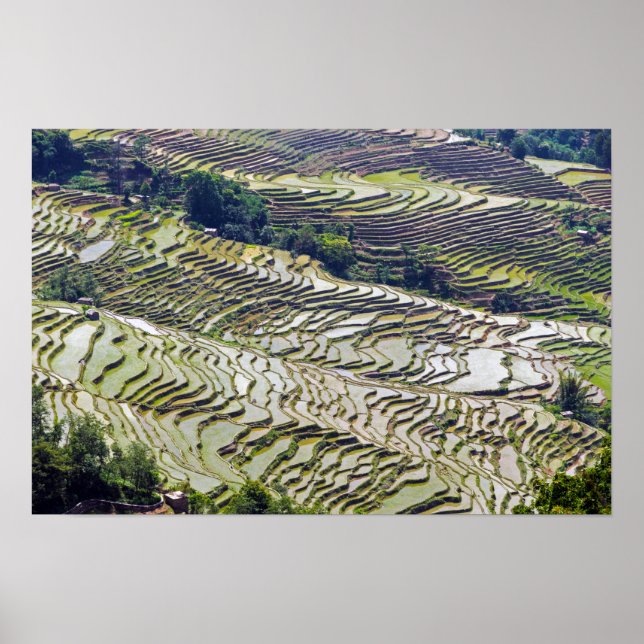 Berömd yuanyang Ris Terraces - Yunnan, China Poster (Framsidan)