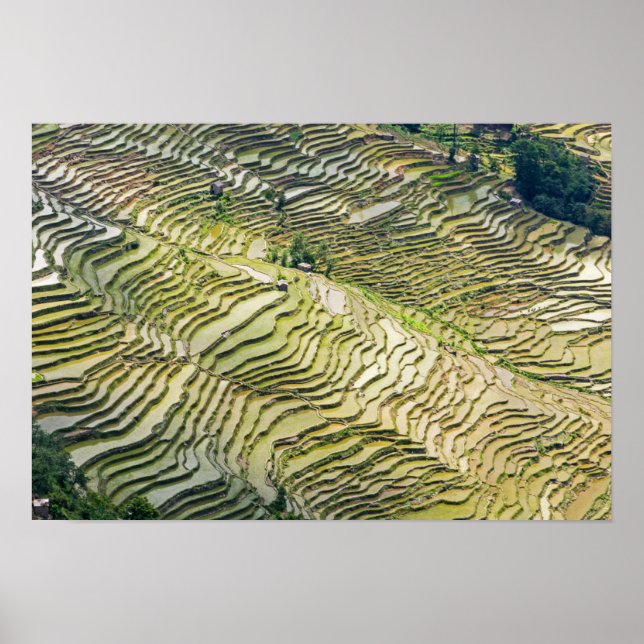 Berömd yuanyang Ris Terraces - Yunnan, China Poster (Framsidan)