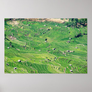 Berömd yuanyang Ris Terraces - Yunnan, China Poster