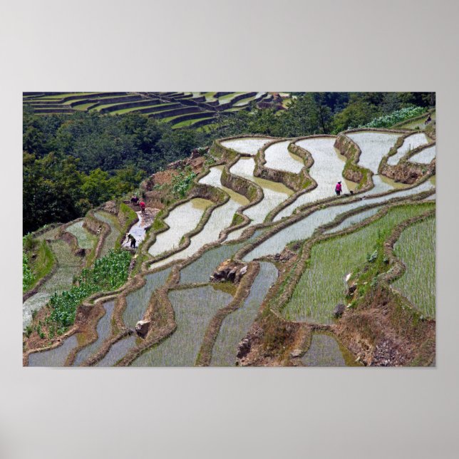 Berömd yuanyang Ris Terraces - Yunnan, China Poster (Framsidan)