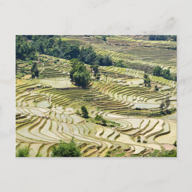 Berömd yuanyang Ris Terraces - Yunnan, China Vykort (Framsida)