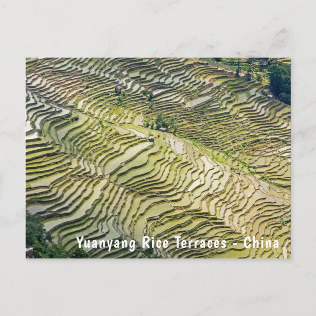 Berömd yuanyang Ris Terraces - Yunnan, China Vykort (Framsida)