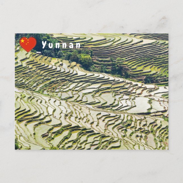 Berömd yuanyang Ris Terraces - Yunnan, China Vykort (Framsida)